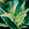 The Basics - What is the tea plant?