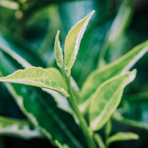 The Basics - What is the tea plant?