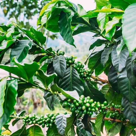 When Coffee was King