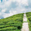 Tea Journeys - Temi Tea Estate, Sikkim, India.