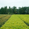 Sourcing Tea - Organic Japanese Sencha