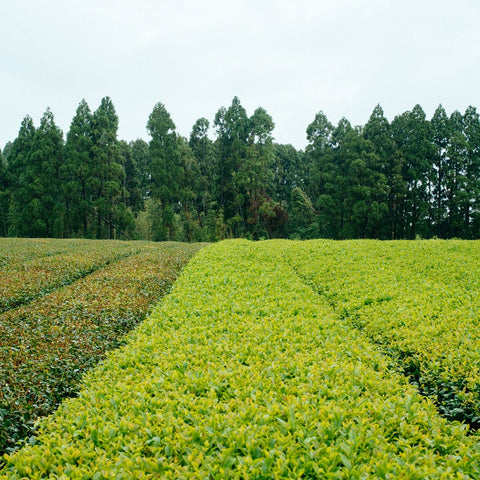 Sourcing Tea - Organic Japanese Sencha