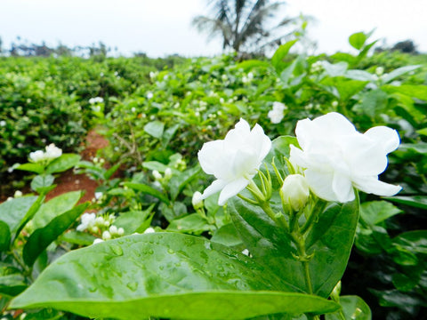 What is scented tea?