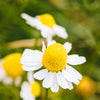 Chamomile: Types, Benefits, and How it Can Improve Your Sleep Quality