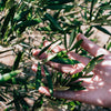 Olive Leaf Tea Trials