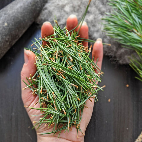 Pine Needle Tea & it's Benefits
