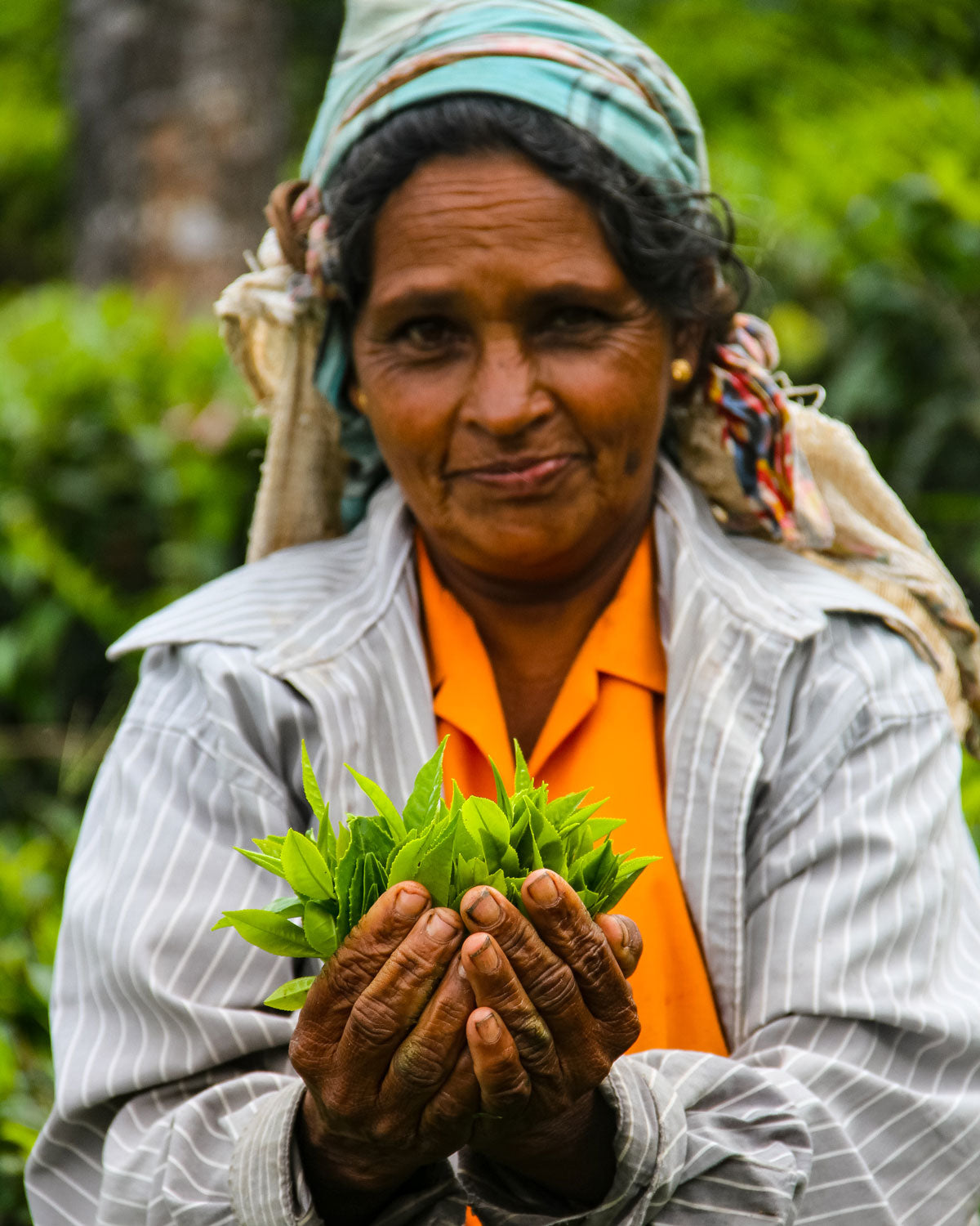Tea Has a Season: Understanding the Global Tea Harvest Calendar