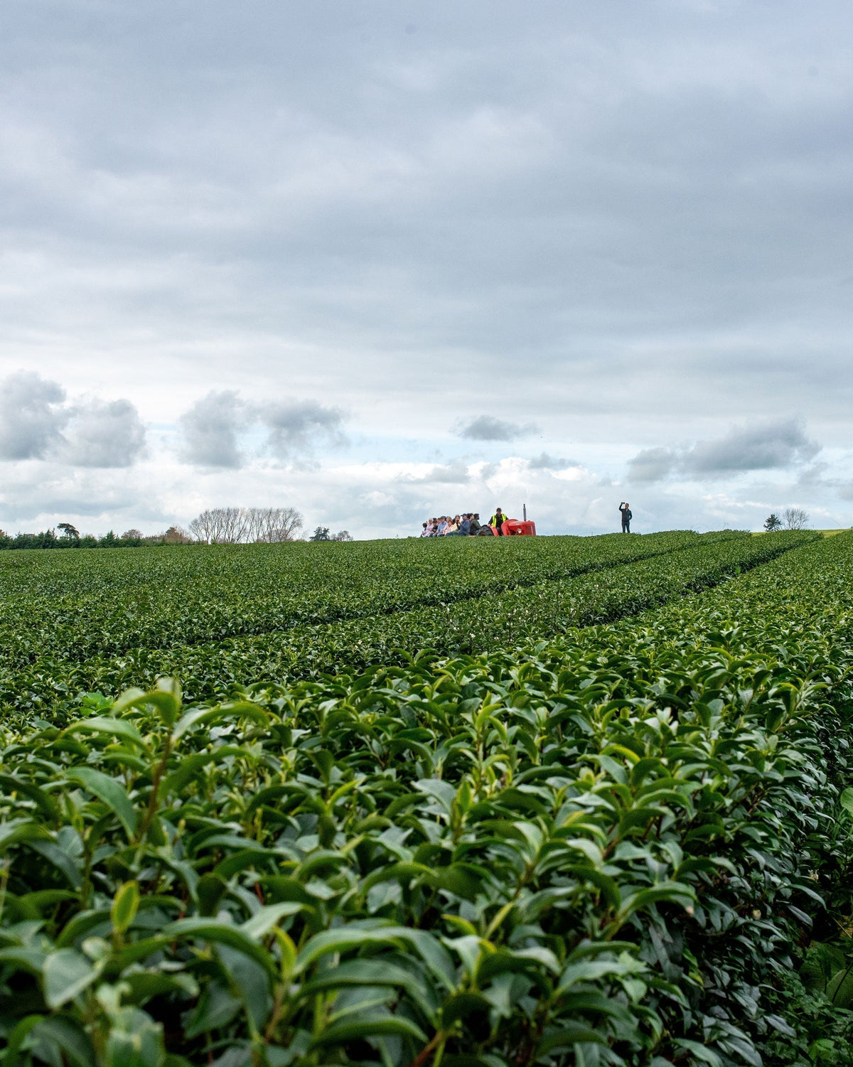 Tea, Grown Here — A Day at Zealong