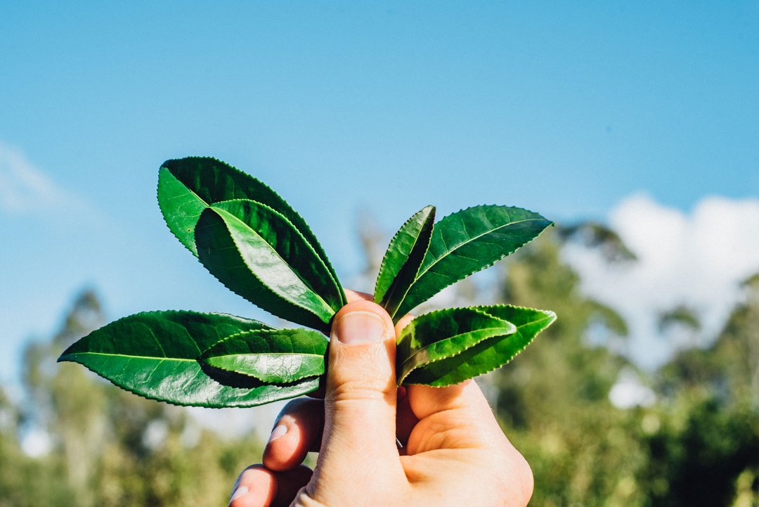 The Tea Plant - Camellia Sinensis