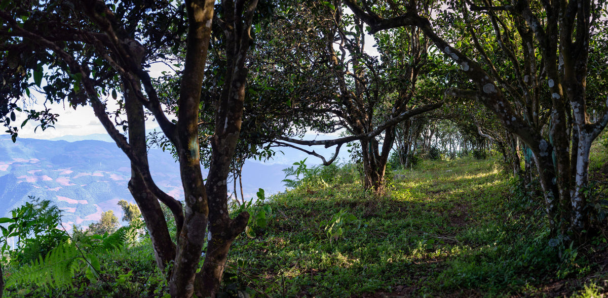 Yunnan seed journey